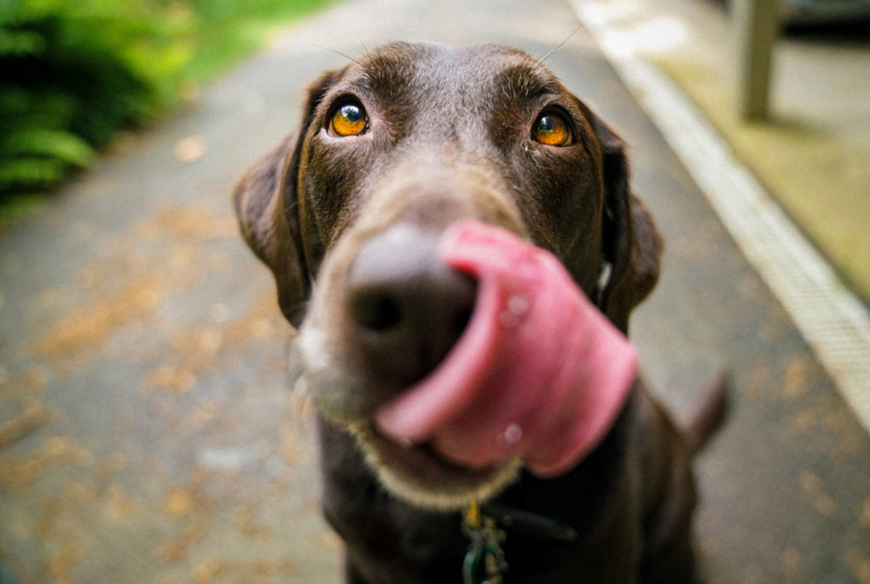 The world of pet nutrition