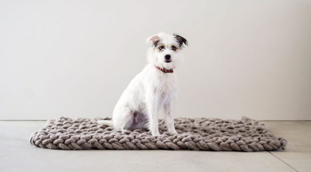 7 products to pamper your pet with in the lead up to winter